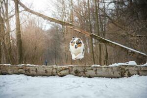 ren lycka av ett australier herde valp Hoppar över en fallen träd i en snöig skog under december i de tjeck republik. närbild av en hund Hoppar foto