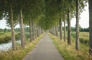 träd aveny till lugna de själ i de dutch landsbygden nära utrecht. landsbygden livsstil foto