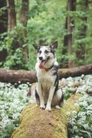 svart och vit hybrid husky-malamute njuter hans stanna kvar i en skog miljö täckt med Björn vitlök. annorlunda uttryck av de hund. frihet för sällskapsdjur foto