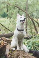 vit sibirisk hes med genomträngande blå ögon stående i en skog full av Björn vitlök blommar. uppriktig porträtt av en vit snö hund foto