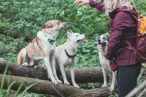 hund familj klockor deras ägare till ser om han droppar några snacks för deras magar. rolig uttryck av väntar hundar i en skog miljö foto