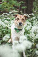 porträtt av en vit och brun hund med en ledsen uttryck i en skog täckt med blommande Björn vitlök. rolig visningar av fyrbenta husdjur foto