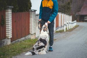 ung cynolog, en hund tränare tåg en fyrbenta sällskapsdjur australier herde i grundläggande kommandon använder sig av godsaker. kärlek mellan hund och mänsklig. söthet foto