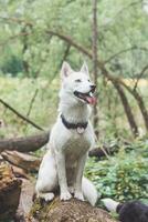 vit sibirisk hes med genomträngande blå ögon stående i en skog full av Björn vitlök blommar. uppriktig porträtt av en vit snö hund foto