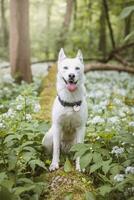 vit sibirisk hes med genomträngande blå ögon matad förbi hans ägare medan de hund sitter i en träd. uppriktig porträtt av en vit snö hund foto