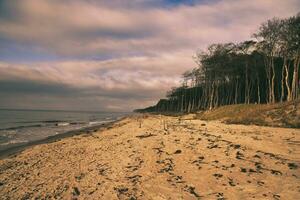 tall skog på de strand på de darss. vit sand på de väst strand. molnig himmel foto