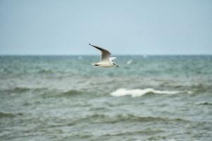 fiskmås flugor över de baltic hav på de kust i främre av de strand. djur- Foto