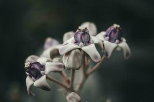 jätte kalotrop eller jätte milkweed - skön lila blommor med en krona foto