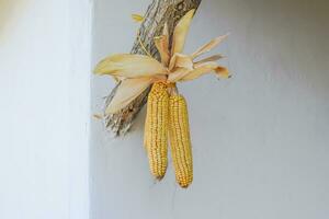hängande öron av gul majs foto
