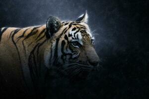 porträtt av en bengal tiger. foto