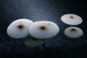 vit giftig svamp i de regnar. foto