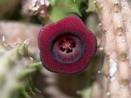 närbild av kaktus blomma - huernia humilis haworth foto