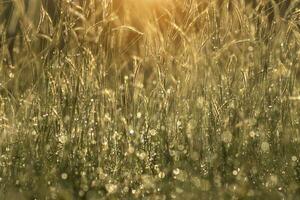 blomma gräs och släppa dagg med solljus. ofokusera bild. foto