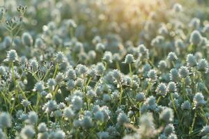 vit blomma gräs med solljus. ofokusera bild. foto