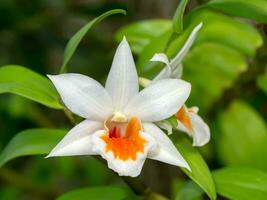 närbild av vit orkidéer. foto