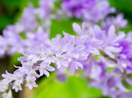 petrea blommor på de träd. foto