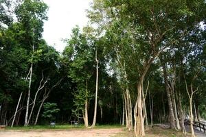 skog i parkera av phu wiang nationell parkera, khon kaen , thailand foto