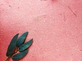 eukalyptus löv på rosa bakgrund. platt lägga, topp se. kopia Plats. foto