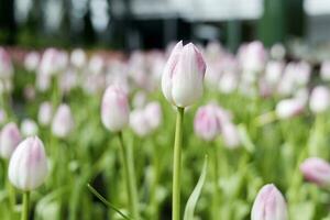 fält av färgrik skön bukett av tulpan blomma i trädgård för vykort dekoration och lantbruk begrepp design med selektiv fokus foto