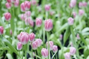 fält av färgrik skön bukett av tulpan blomma i trädgård för vykort dekoration och lantbruk begrepp design med selektiv fokus foto