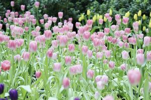 fält av färgrik skön bukett av tulpan blomma i trädgård för vykort dekoration och lantbruk begrepp design med selektiv fokus foto