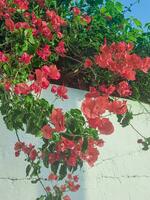 bougainvillea vin i de hus vägg foto