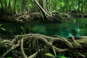 Fantastisk natur, grön vatten i de skog. krabi, thailand. foto