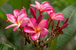 frangipani blomma på de träd. foto