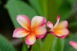 frangipani blomma på de träd. foto