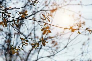 träd gren och blad i de snö falla med solljus. foto