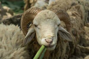 mufflon, ovis aries är äter gräs. foto