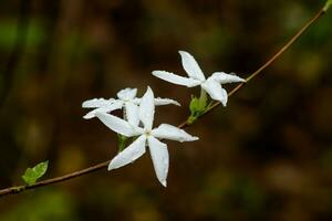 vit blomma i de skog efter regnar. foto