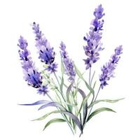 ai genererad vattenfärg lavendel- blommor, isolerat foto