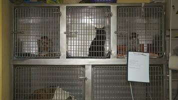 djur- katter och hundar i en bur i en veterinär klinik. foto