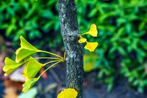 gingko träd i höst. gul löv på träd grenar mot de himmel. förändra av säsong i natur foto