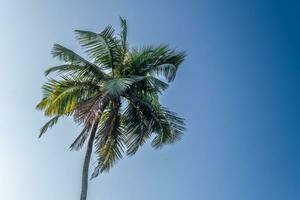 silhuetter av kokos träd palmer mot de blå himmel av Indien med solnedgång foto