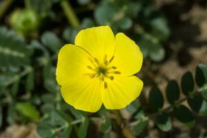 gul blommor av tribulus terrestris växt. foto