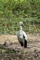 öppen räkning stork, asiatisk öppen näbb på de jord. foto