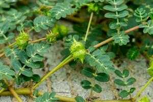 frön av tribulus terrestris växt. foto