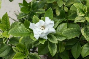 vit gardenia blomma med grön löv eller cape jasmin träd. foto