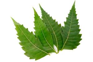 medicinsk Neem blad vetenskaplig namn Azadirachta indica isolerat på vit bakgrund foto