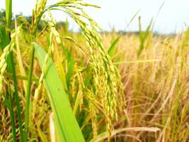 ris öron närbild av ris frön i ris öron grön ris fält foto