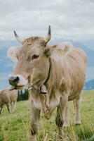 swiss ko fastnar tunga ut foto