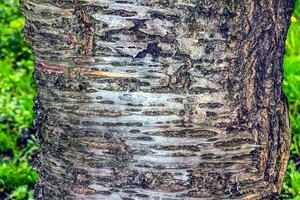 sakura eller prunus serrulata bark närbild. de textur av de trunk av sakura. bakgrund från levande trä. skog natur hud. foto