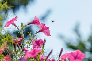 skön vit och rosa petunia blommor foto