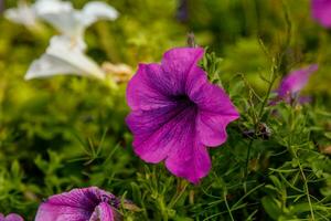 skön vit och rosa petunia blommor foto