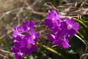 lila blommor växande i de gräs foto