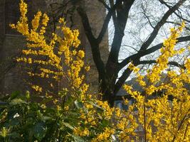 en träd med gul blommor i främre av en byggnad foto