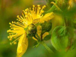 gul blomma med grön löv och pollen foto