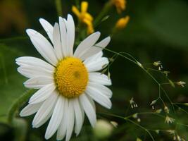 en vit blomma med en gul Centrum foto